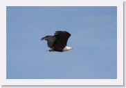 08AkageraAllDayGameDrive - 022 * African Fish Eagle.